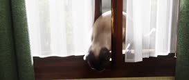 Clip of quote: I could have sworn it was...