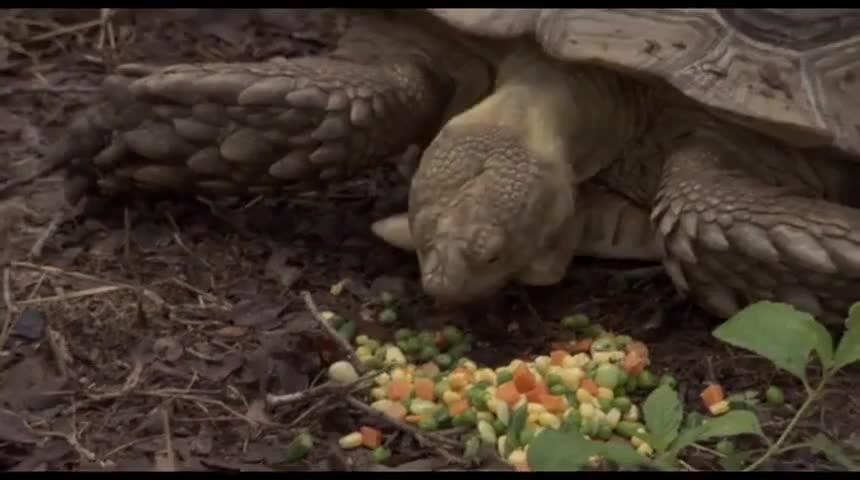 Clip of quote: MUNCH RANCH Exotic Animal Dealer