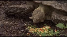 Clip of quote: MUNCH RANCH Exotic Animal Dealer