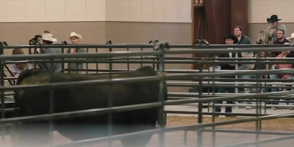 Clip of quote: Greater Montana Livestock Auction.