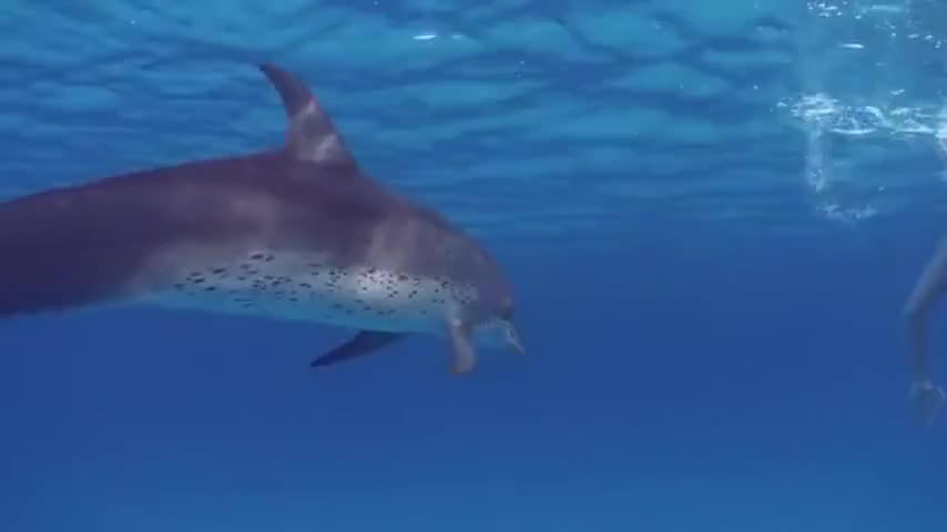 Clip of quote: to uncover the dolphin slaughter,