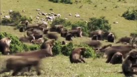 Clip of quote: they're the only monkeys in the world that live almost entirely on grass.