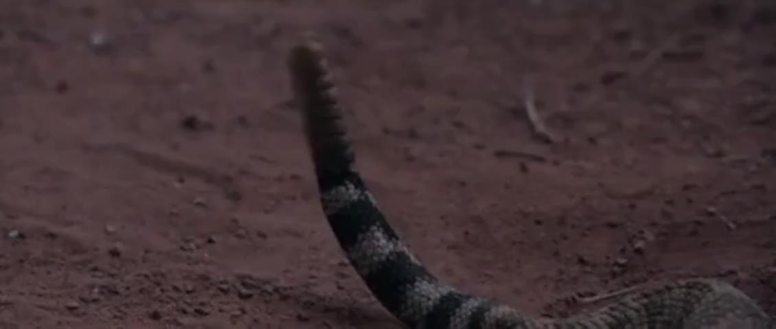 Clip of quote: from the fangs of a diamondback rattler into a hollow-tip bullet,