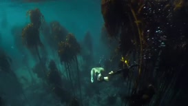 Clip of quote: is you're in a three-dimensional forest,